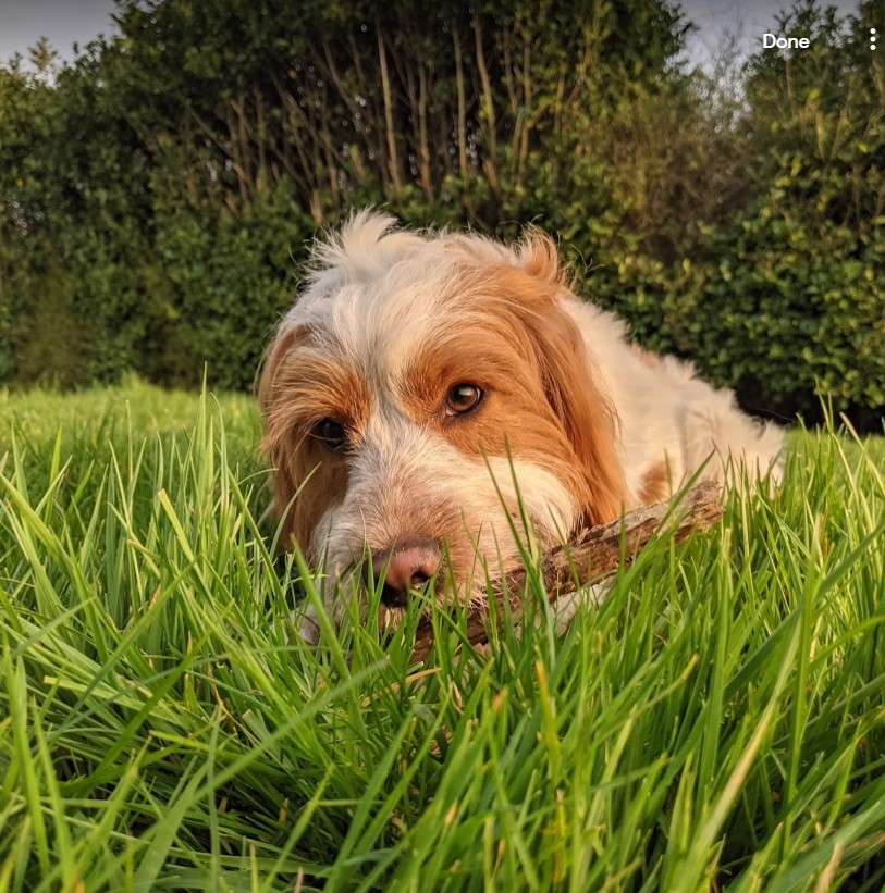 Dash, the very cocker looking Cockerpoo